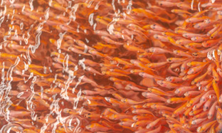 Enfermedades acuacultura